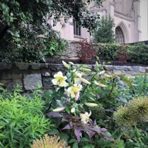lilies in the Bishops Garden, one of DC's sacred gardens