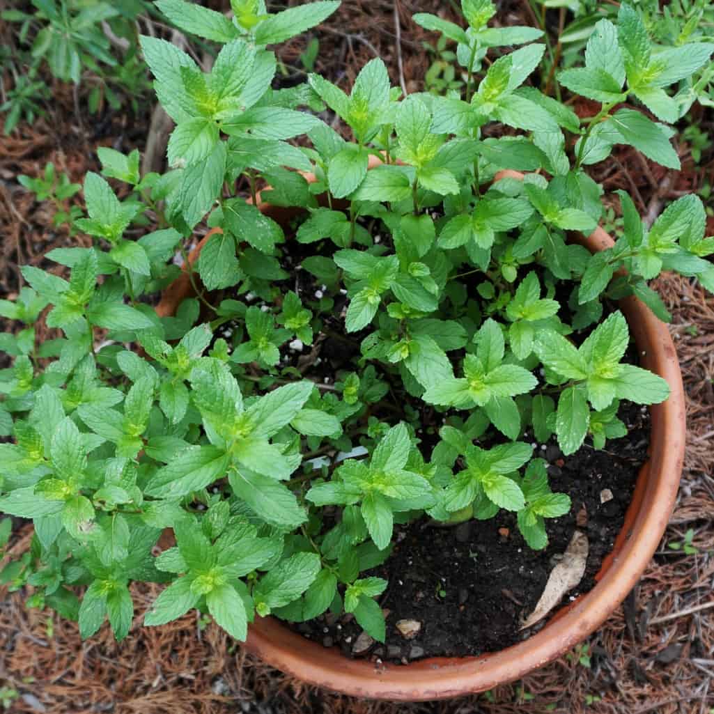 Mint Mint
