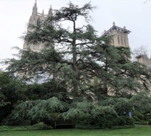 Bishops Garden cedar trees with Cathedral backdrop amplifying the intrigue of this sacred gardens