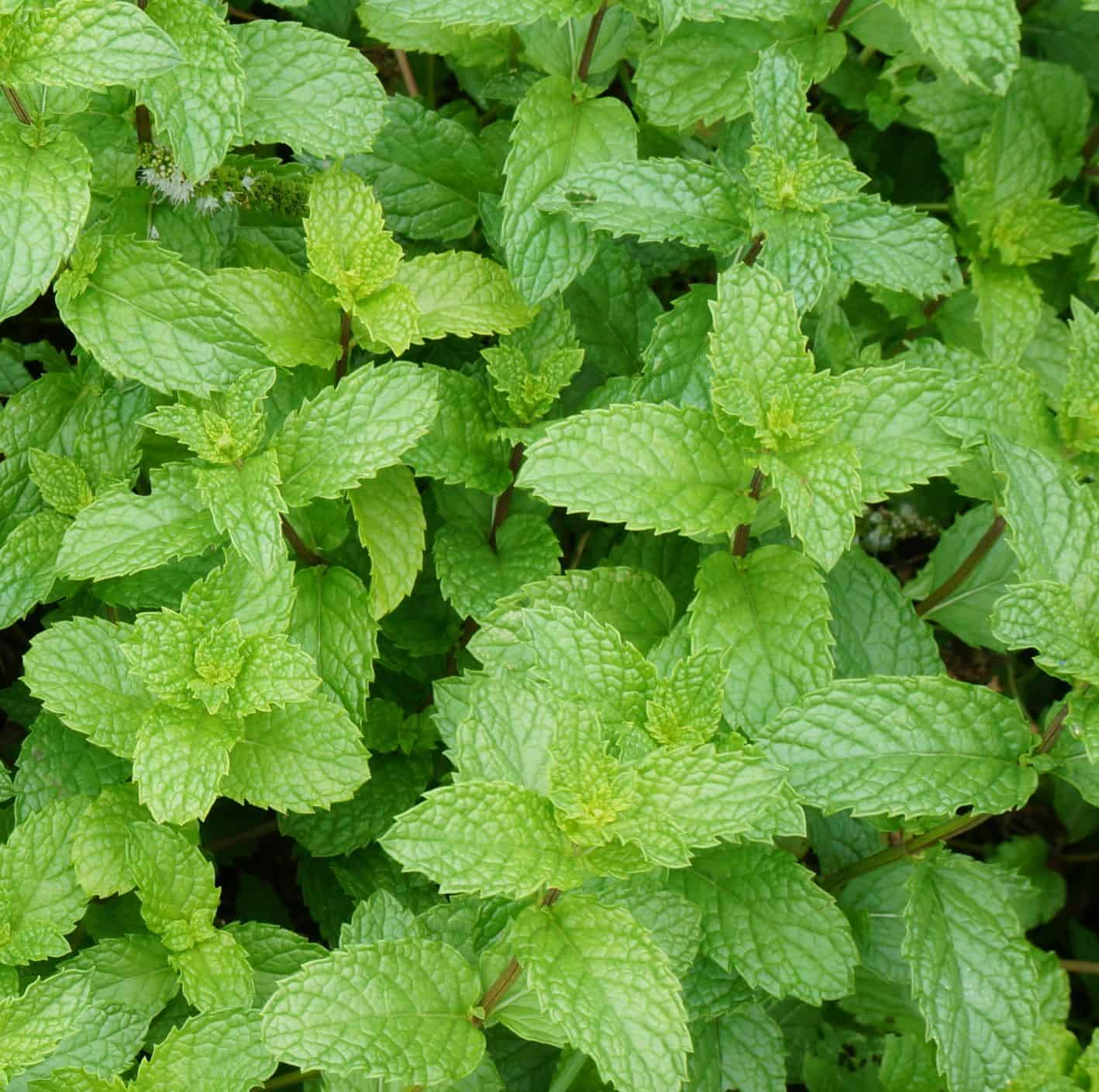 Mint Mint