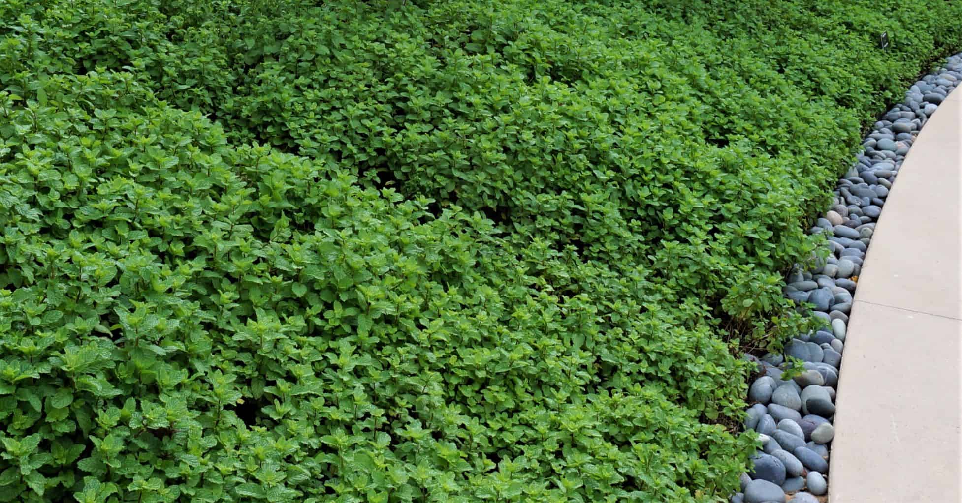 Mint Mint
