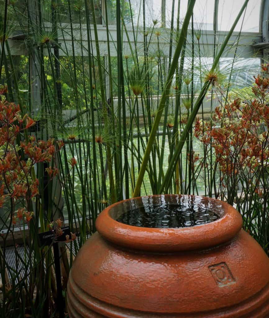 papyrus paired with a water-pot fountain at US Botanic Garden