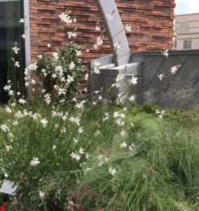 'whirling butterflies' guara at the rooftop Bible Garden