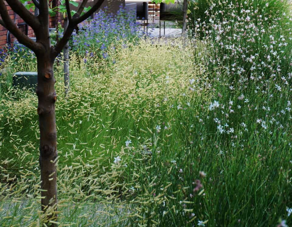 ornamental grasses and wildflowers planted together