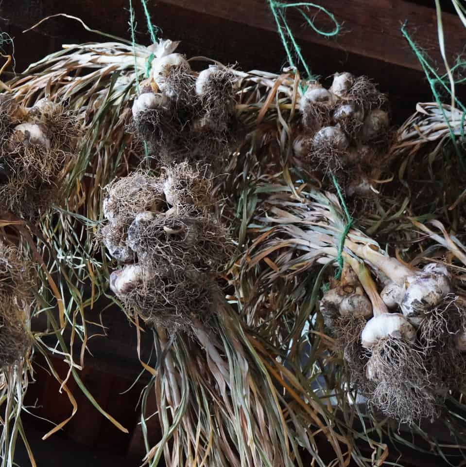 Snuck Farm garlic harvest