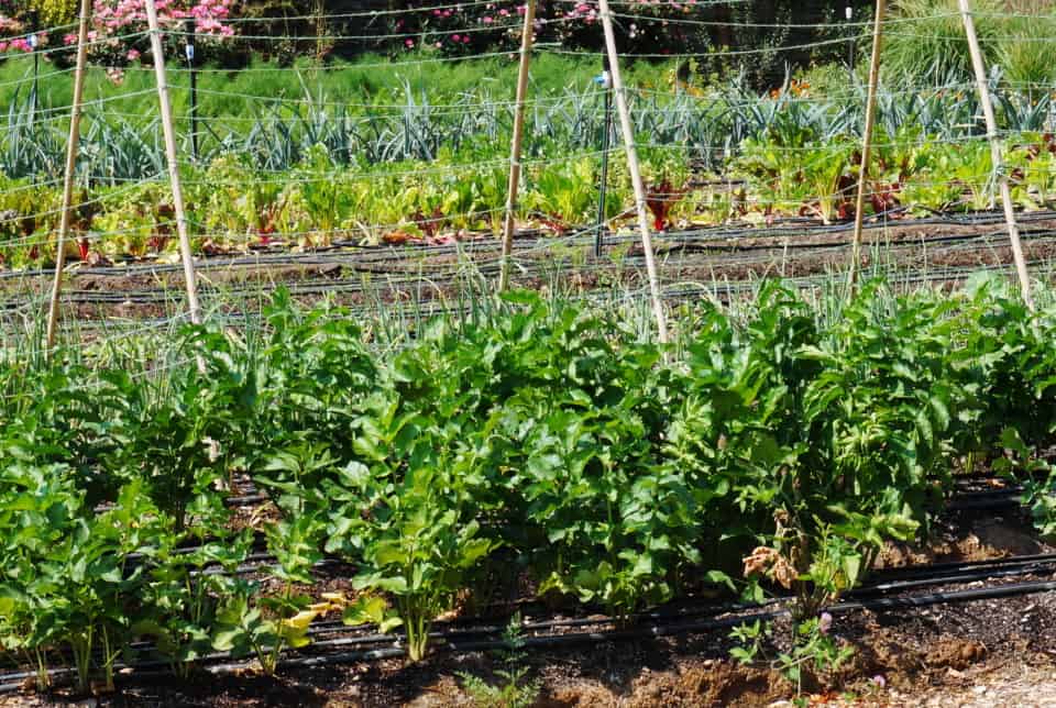 Snuck Farm vegetable patch