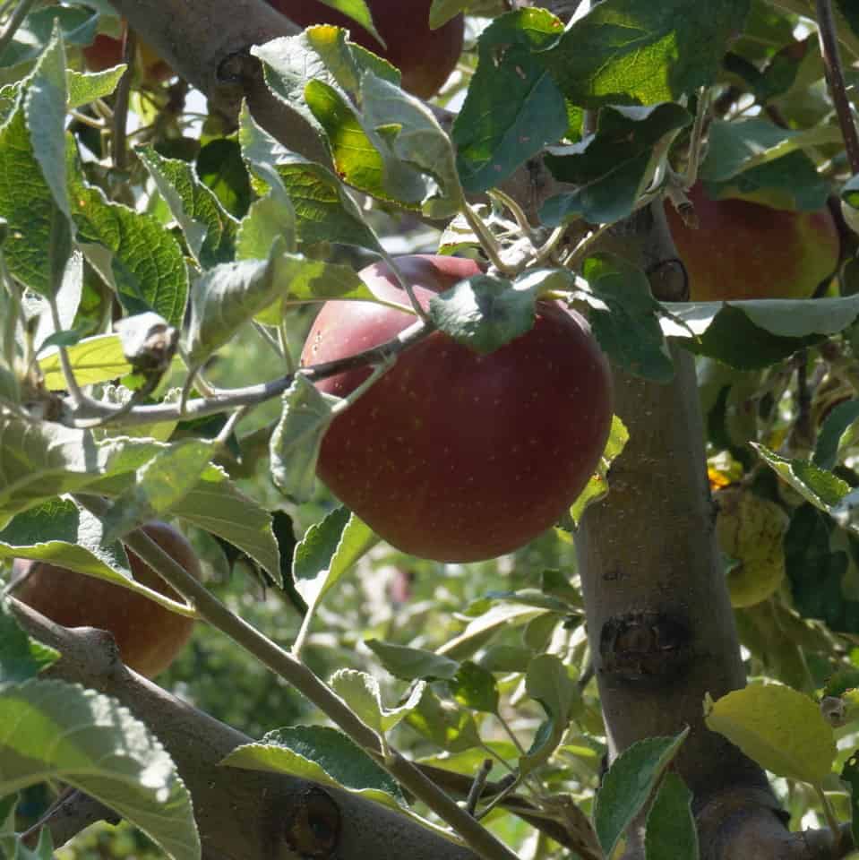 'Ruby Jon' heirloom apple from USU Botanical Center orchard
