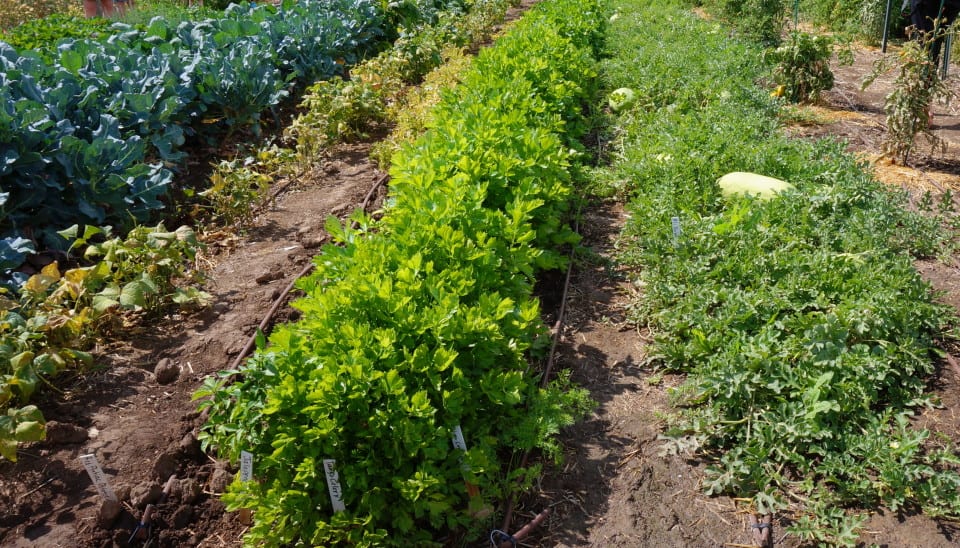 Utah State University Botanical Center vegetable patch