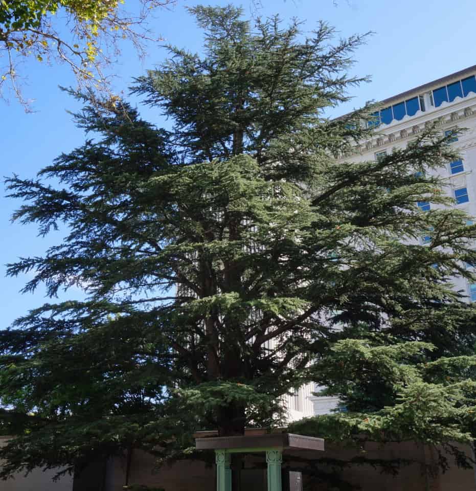 cedar of Lebanon Temple Square Salt Lake CIty