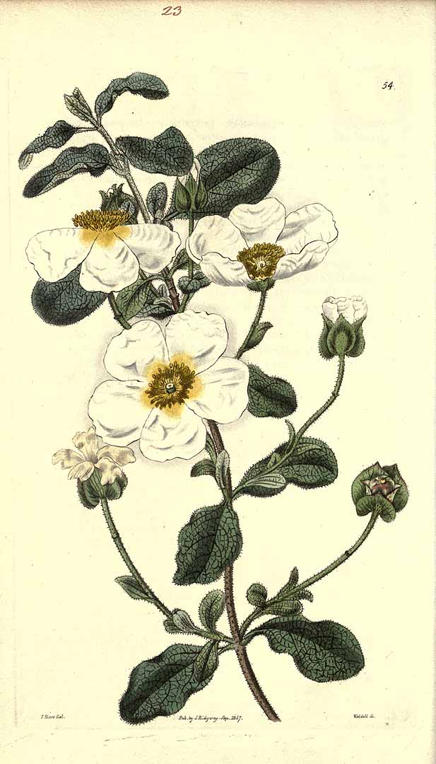 Rockrose blooming rockrose flowers Cistus salviifolius