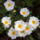 blooming rockrose flowers Cistus salviifolius
