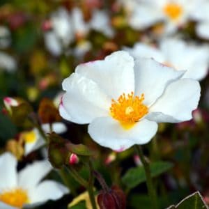 rockrose blooms in a garden