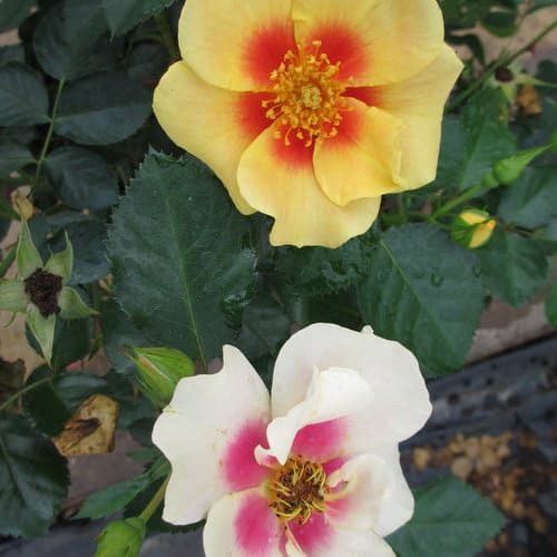 detail of ringo-TM rose blossoms
