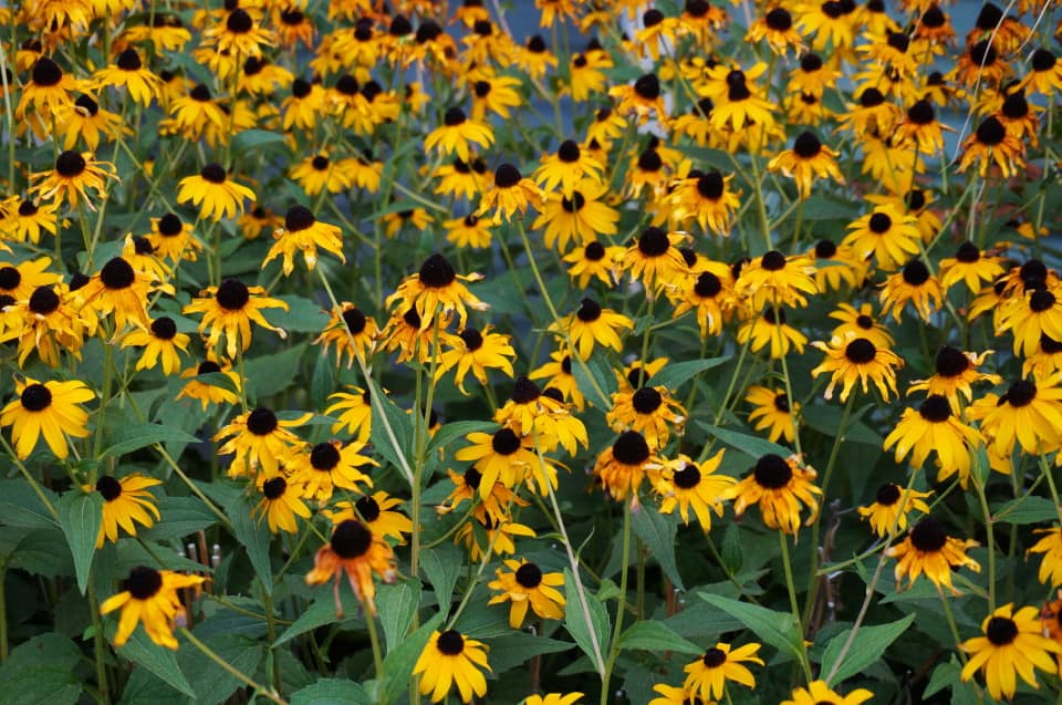wildflowers fill Healing Homes and Gardens