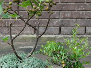 Little Miss Figgy and Peppy Le Pom cultivars of fig and pomegranate together on a patio