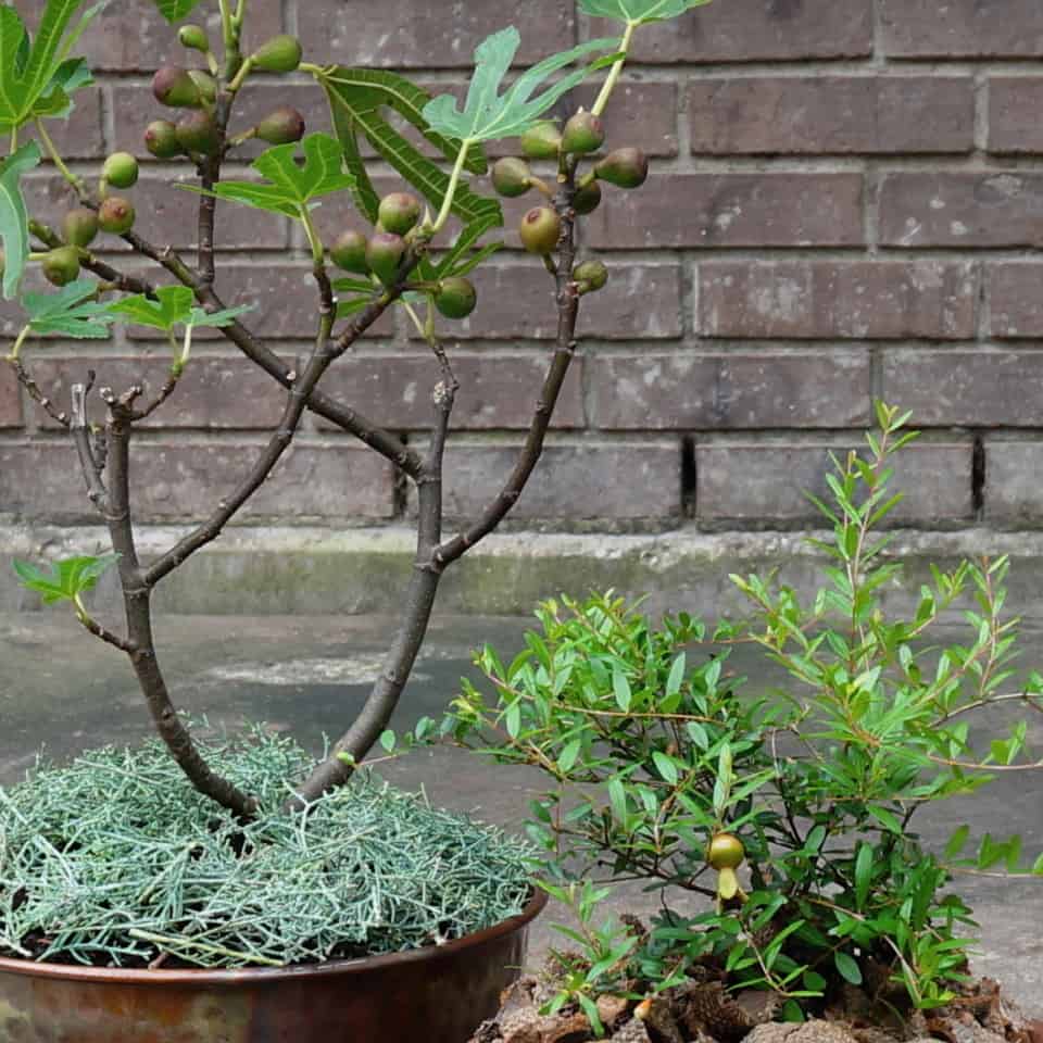 Little Miss Figgy and Peppy Le Pom cultivars of fig and pomegranate together on a patio