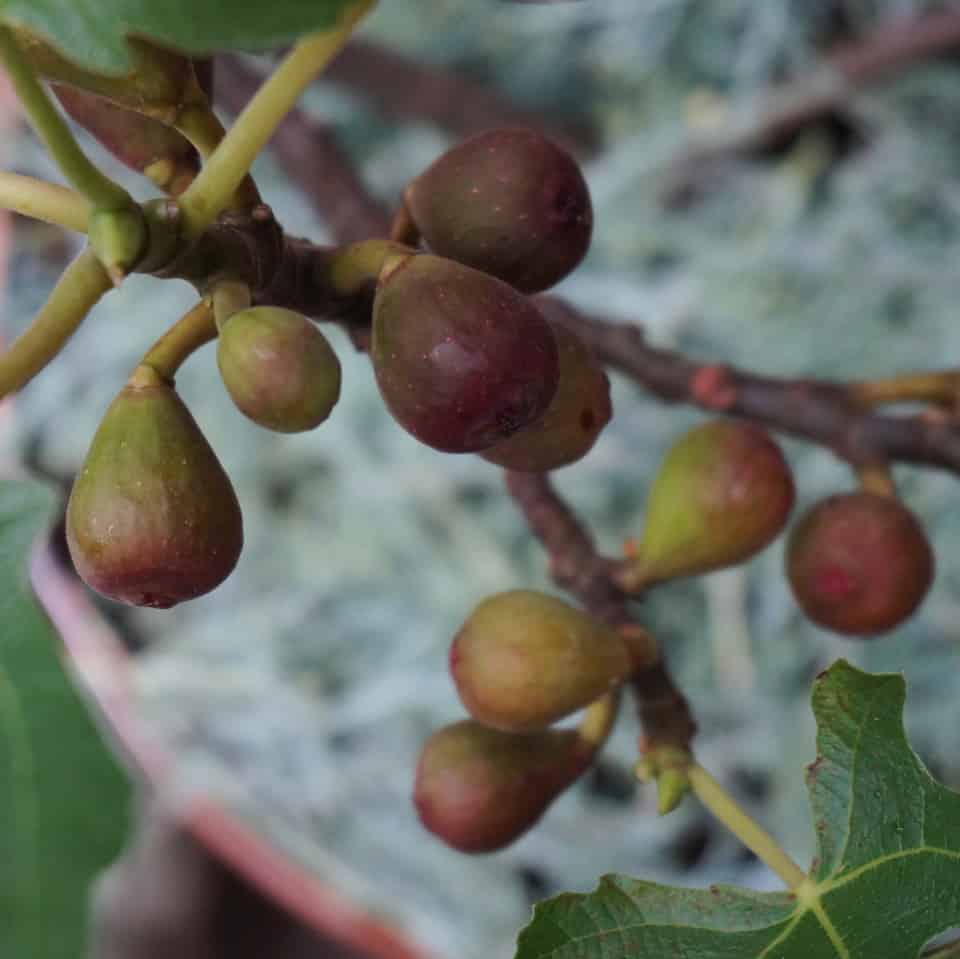 'Little Miss Figgy' little figs