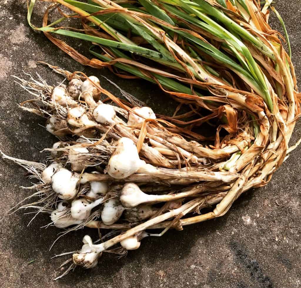 spring harvested garlic ready for planting in autumn garden