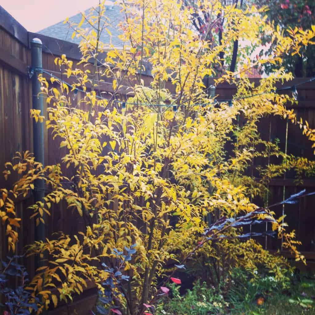 pomegranate tree in autumn garden glory