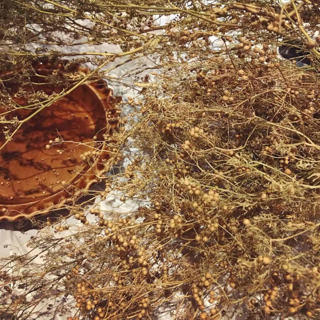 coriander seed harvest for an autumn garden
