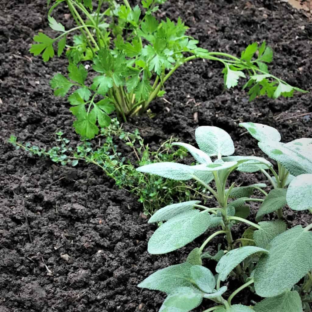 herb garden planted for family Thanksgiving feast