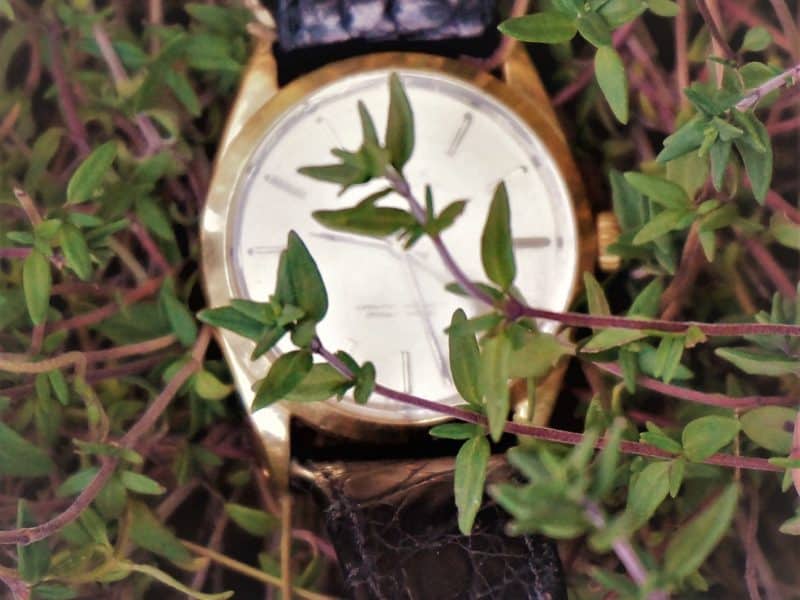 tell time by your garden with a watch in thyme