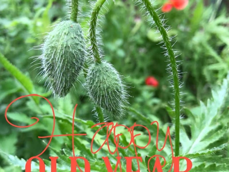 poppies budding in a happy old year