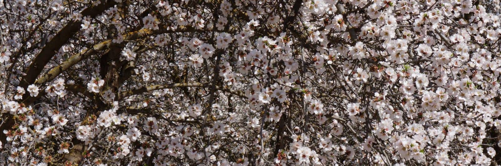 plant guide header of almond tree flowers