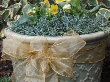 a bow tied on a garden pot reminds that the garden is full of gifts