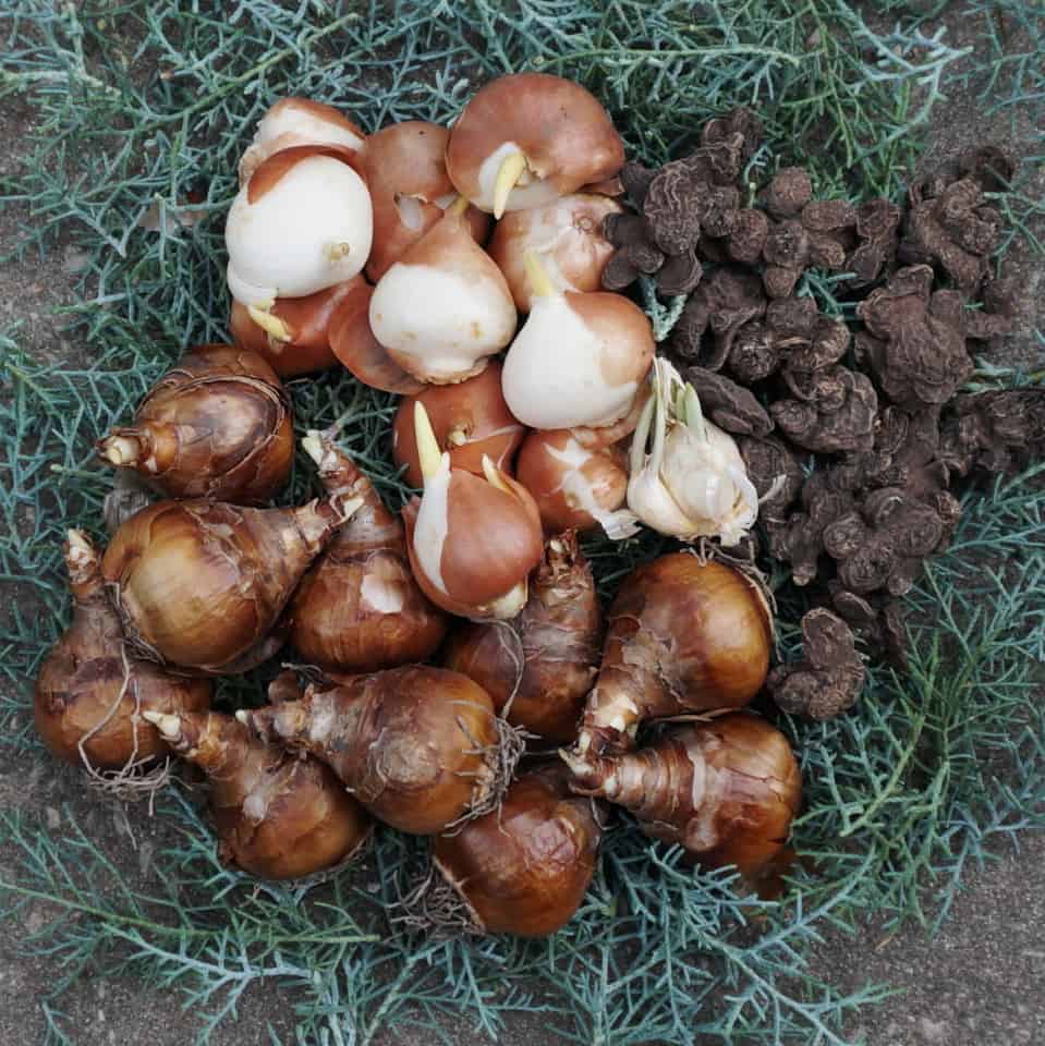holy land bulbs await planting in the fall garden