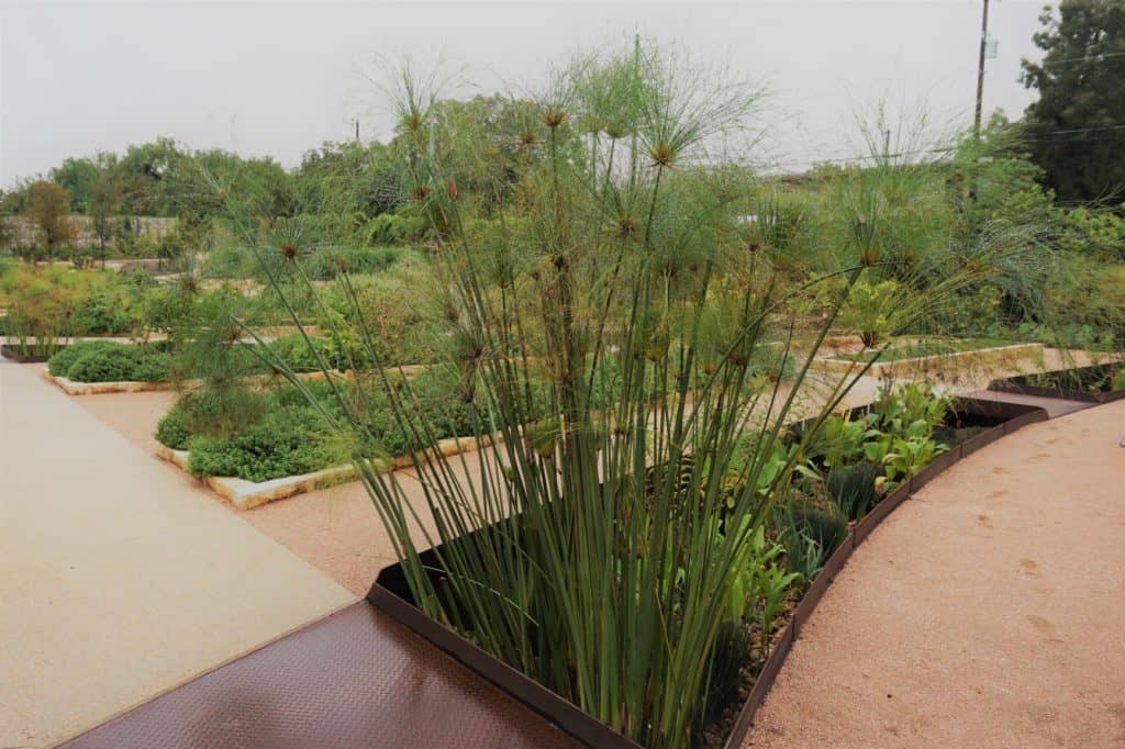 papyrus grows in the gardens' water management rills