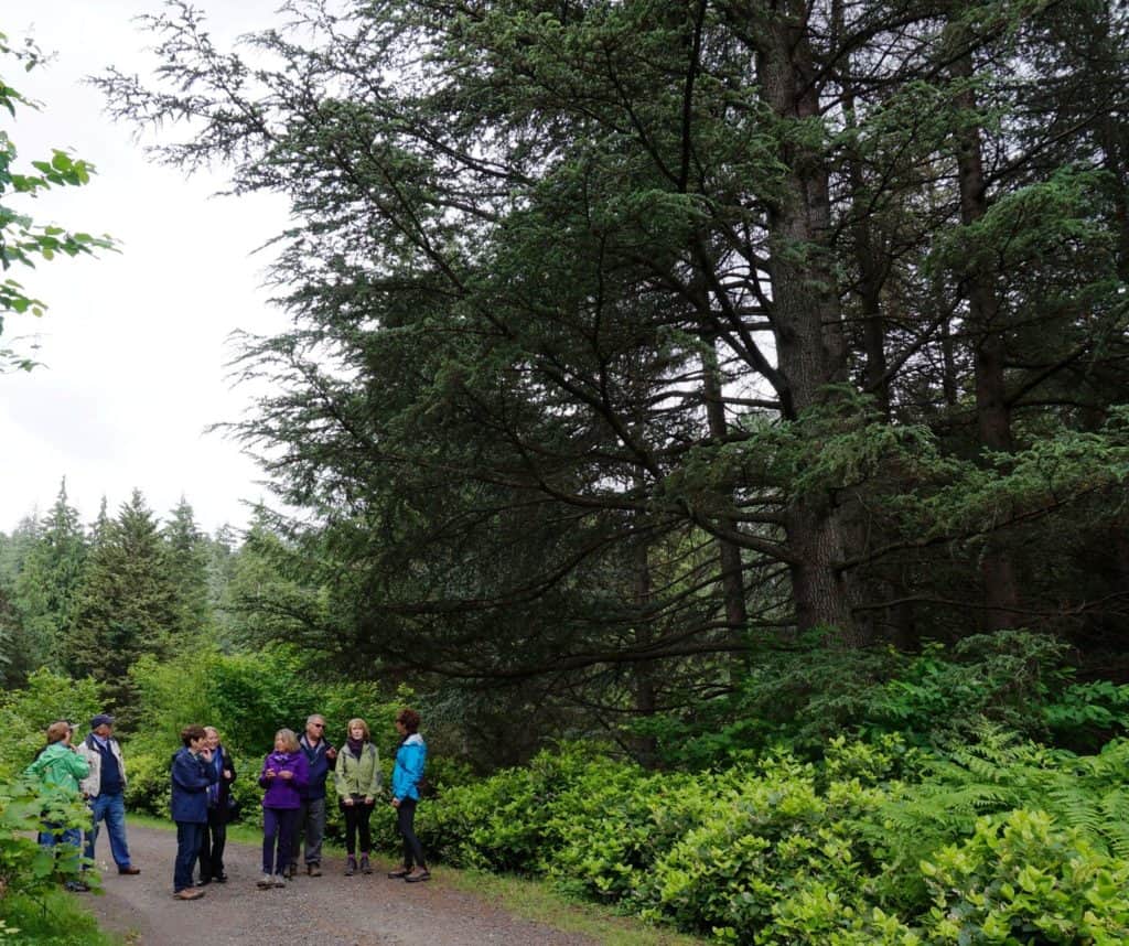 cedars of Lebanon at the Hoyt Arboretum Oregon