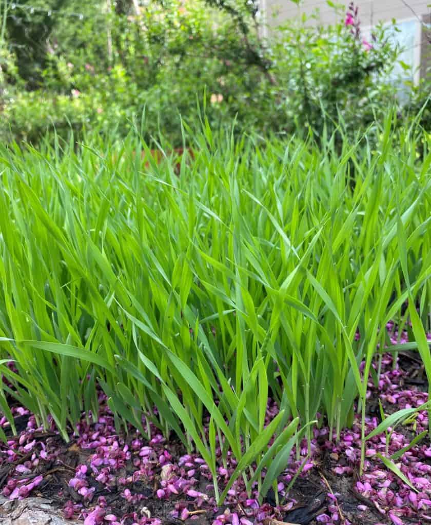 barley is among ancient grains, sprouting in a home garden