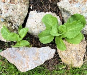 endive grows between the stones of  a Texas rock garden