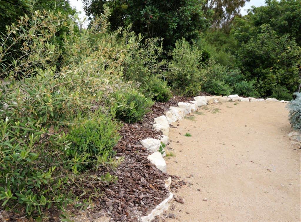 young olive trees line the gravel path in a rock garden at South Coast Botanic Garden