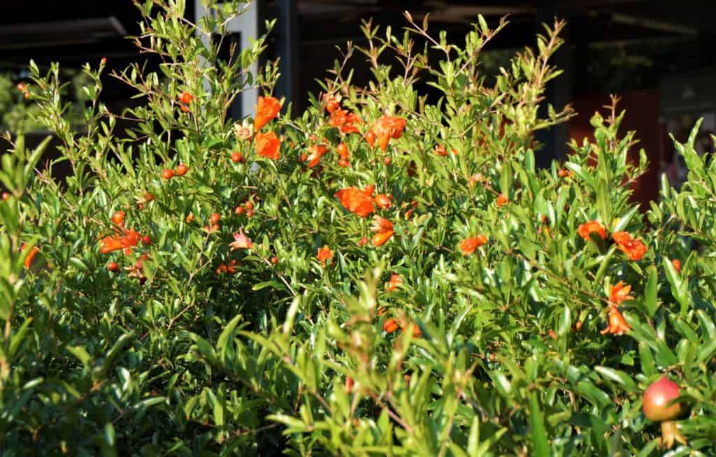 dwarf pomegranate hedge bloom Solomon's Splendor at Atlanta Botanical Garden