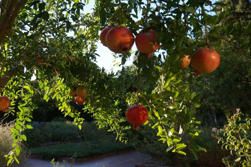 plant a pomegranate tree like one Saul sat under in 1 Samuel 14:2 in a rock garden