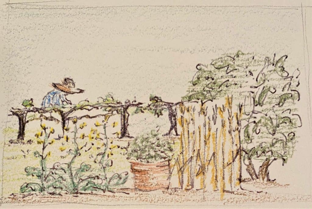 Rabboni's Instruction sketch of garden palnts from his lessons
