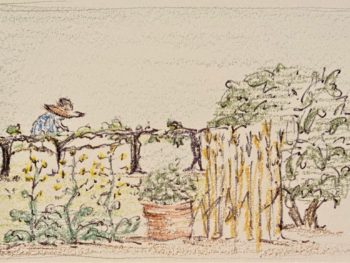 Rabboni's Instruction sketch of garden palnts from his lessons