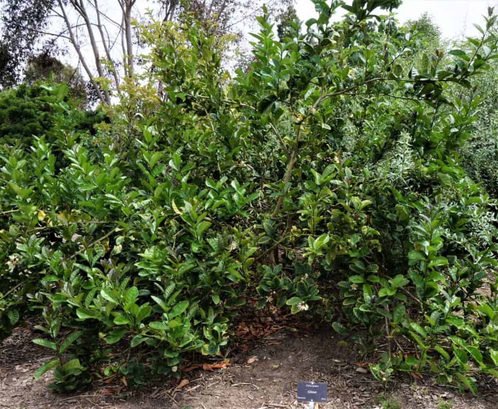 a citron tree planted in the orchard area of South Coast Botanic Garden