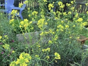 mustard flowers from Rabboni's Instruction dance the breeze in a home garden