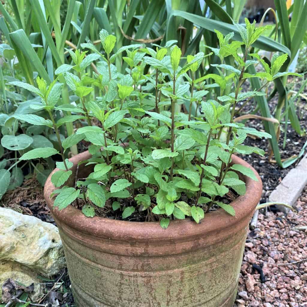start a garden with a pot of mint