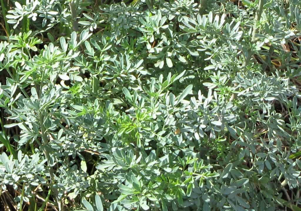 close up of rue foliage by Forest and Kim Starr