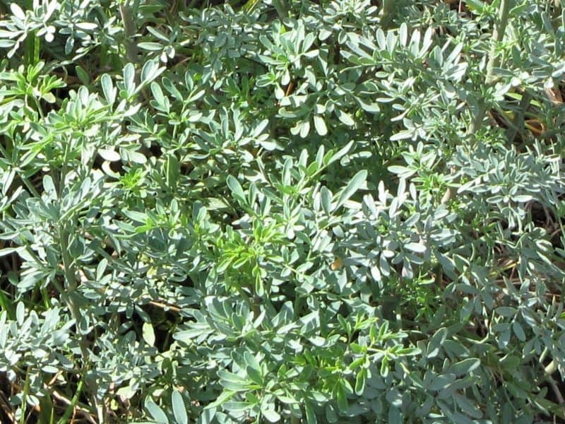 close up of rue foliage by Forest and Kim Starr