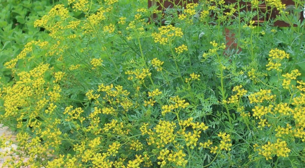 flowering rue at Alta Vista Botanical Gardens, Vista, CA