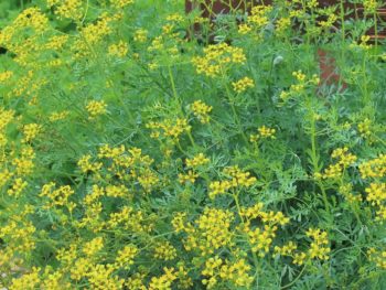 flowering rue at Alta Vista Botanical Gardens, Vista, CA