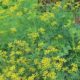 flowering rue at Alta Vista Botanical Gardens, Vista, CA