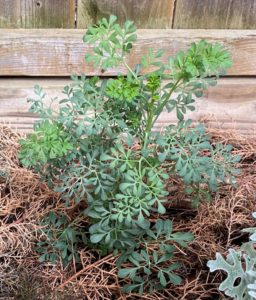 rue transplanted in my Texas garden