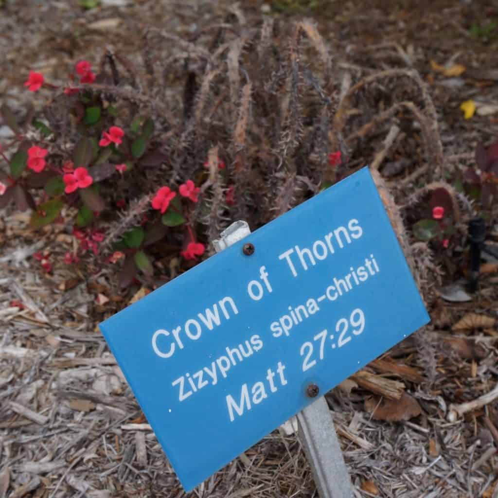 a crown of thorns plant with red flowers and thorny branches