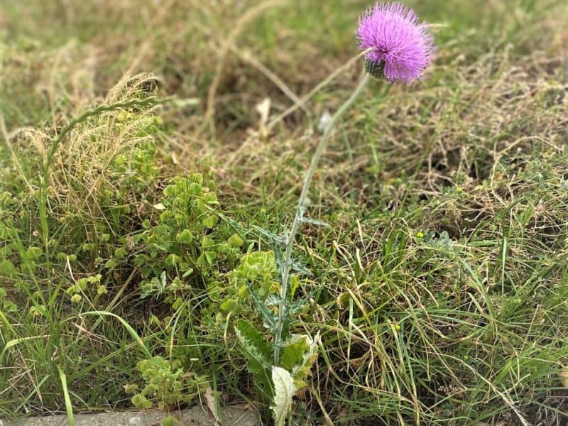 thistle in a sidewalk in the crown year